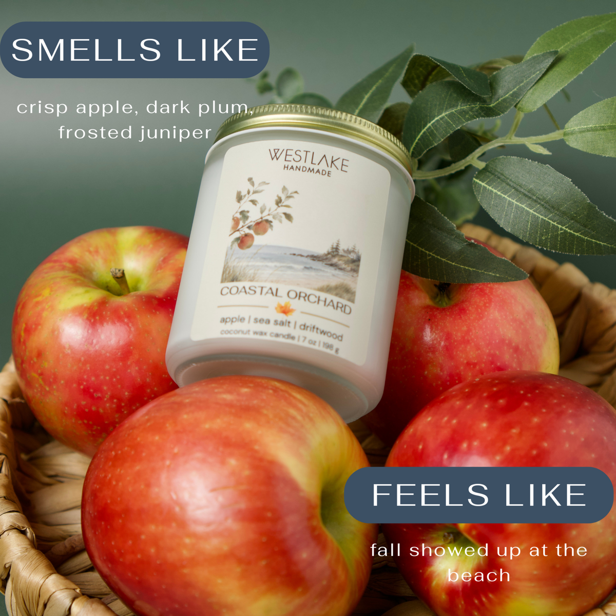 A Westlake Handmade candle jar labeled Coastal Orchard, styled among red apples in a woven basket with green leaves. Text overlays read 'SMELLS LIKE crisp apple, dark plum, frosted juniper' and 'FEELS LIKE fall showed up at the beach'.
